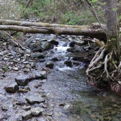 ＧＷに渓流釣り ～長良川水系～